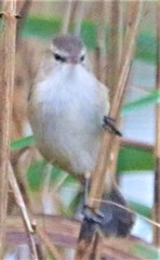 Acrocephalus gracilirostris gracilirostris