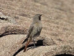 Phoenicurus ochruros