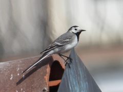 Motacilla alba