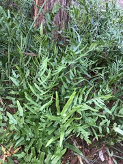 Lindsaea ensifolia