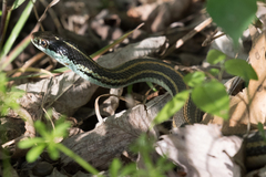Thamnophis proximus proximus