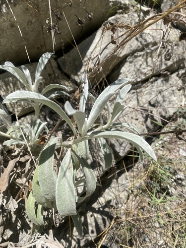 Sideritis euxina, photograph 3