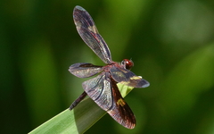 Rhyothemis princeps
