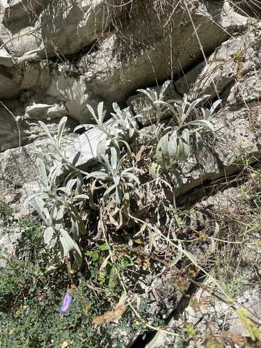 Sideritis euxina, photograph 4
