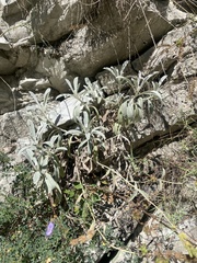 Sideritis euxina, photograph (c) Илья Руденко, some rights reserved (CC BY)