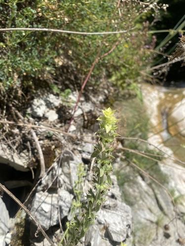 Sideritis montana, photograph 2