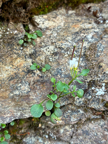 Cardamine resedifolia, photograph 4