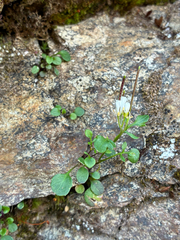 author not stated, no rights reserved Cardamine resedifolia, photograph author not stated, no rights reserved