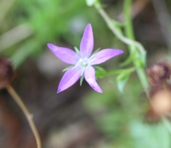 Triodanis perfoliata