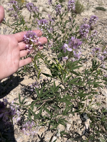 Rocky Mountain Beeplant