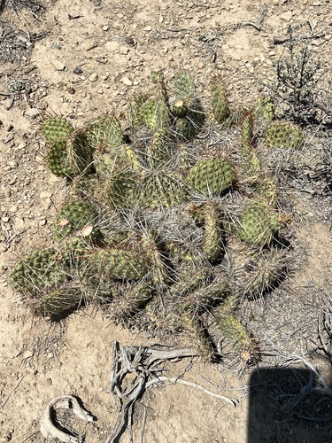 Plains Pricklypear