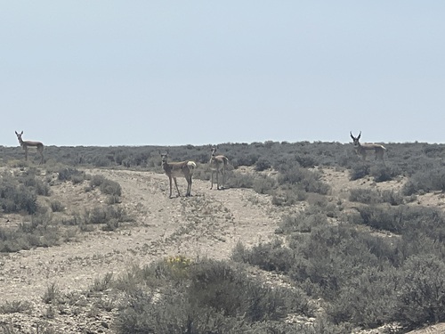 Pronghorn