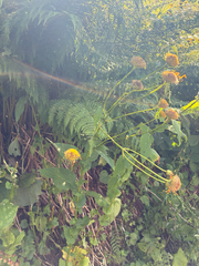 author not stated, no rights reserved Doronicum austriacum, photograph author not stated, no rights reserved