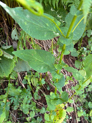 author not stated, no rights reserved Doronicum austriacum, photograph author not stated, no rights reserved