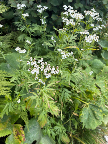Achillea macrophylla