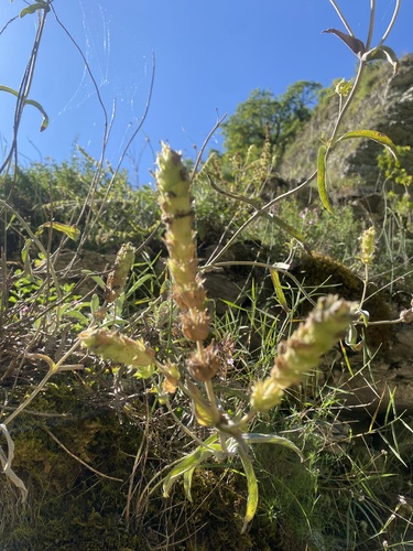 Sideritis euxina, photograph 2