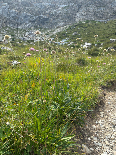 Knautia longifolia (Knautia longifolia)