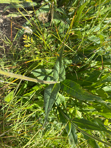 Knautia longifolia, photograph 3