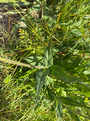 Knautia longifolia, photograph author not stated, no rights reserved
