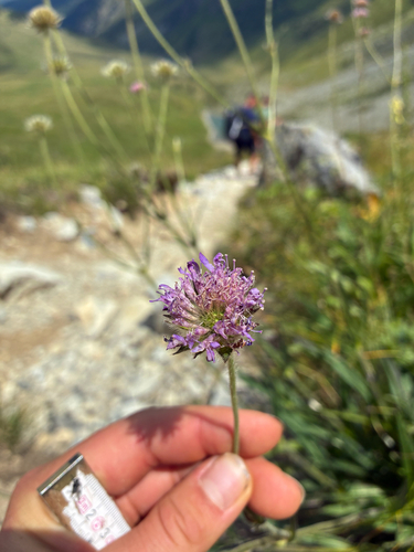 Knautia longifolia, photograph 2