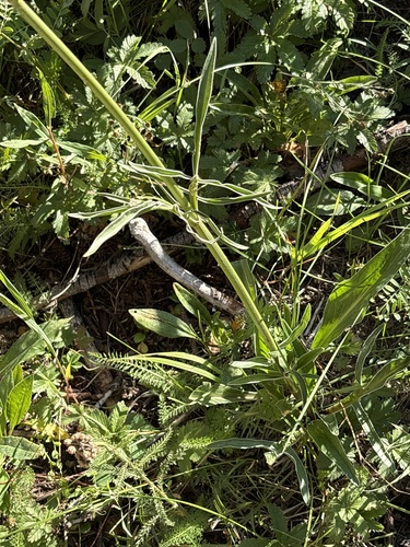 Valeriana edulis, photograph 6
