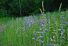 Penstemon grandiflorus