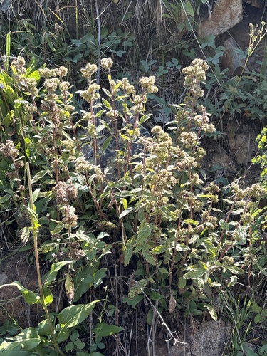 Phacelia heterophylla, photograph 3