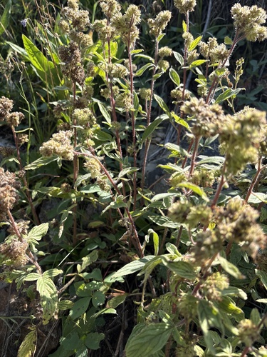 Phacelia heterophylla, photograph 4