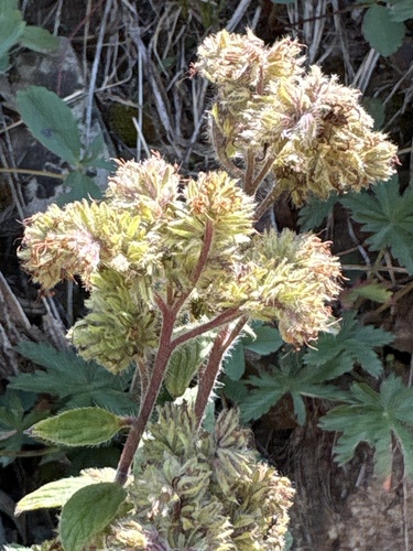 Phacelia heterophylla, photograph 5
