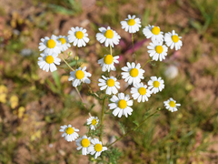 Matricaria