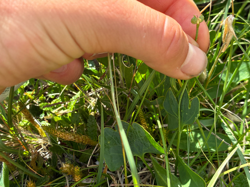 Ranunculus hybridus