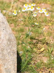 Matricaria