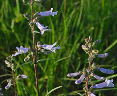 Penstemon gracilis