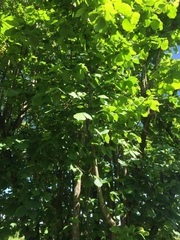 Corylus avellana