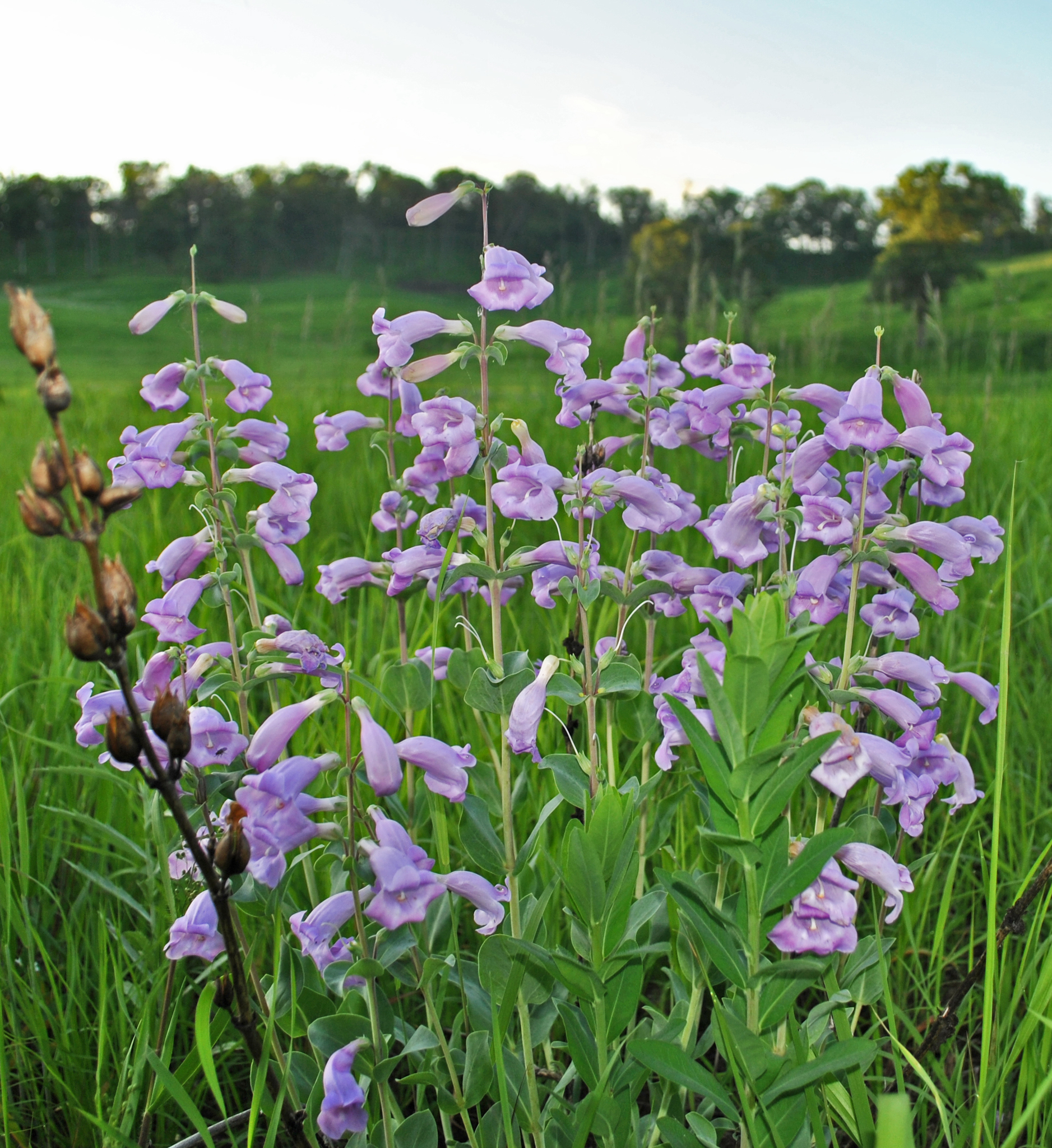 Penstemon grandiflorus