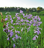 Large-flowered Beardtongue - Photo (c) Aaron Carlson, some rights reserved (CC BY), uploaded by Aaron Carlson