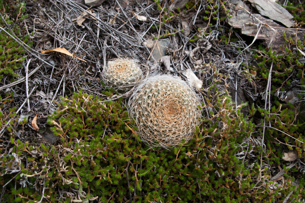 Weingartia arenacea