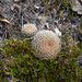 Rebutia arenacea - Photo (c) Martin Lowry, alguns direitos reservados (CC BY-NC), enviado por Martin Lowry