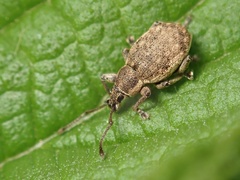 Peritelus sphaeroides