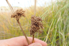 Juncus edgariae