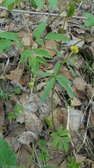Ranunculus auricomus