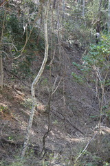 Secamone elliptica