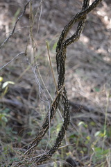 Secamone elliptica
