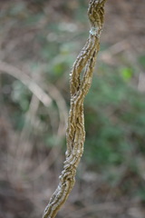 Secamone elliptica