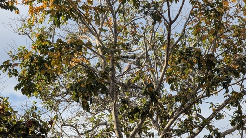 Picazuro Pigeon