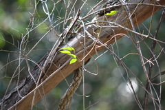 Secamone elliptica