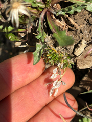 author not stated, no rights reserved Draba aizoides, photograph author not stated, no rights reserved