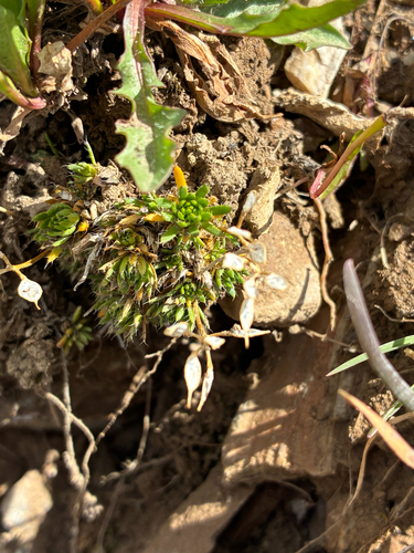 Draba aizoides, photograph 3