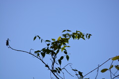 Secamone elliptica
