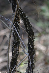 Secamone elliptica